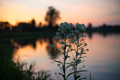 Close-up of silhouette plant against lake during sunset