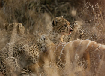 Cats in a field