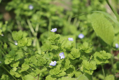 High angle view of purple flowering plant