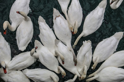 High angle view of white swans swimming in lake