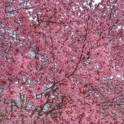 Low angle view of pink flowers on tree
