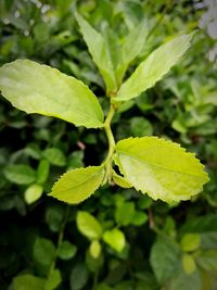 Close-up of fresh green leaf