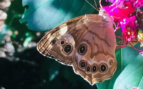 Close-up of butterfly