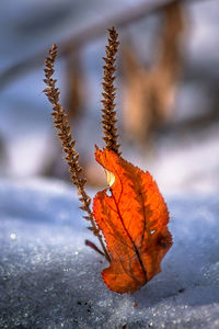 Close-up of dry leaves on frozen plant during winter