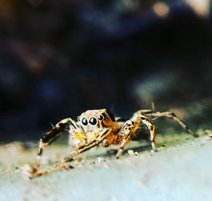 Close-up of spider