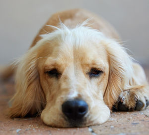Close-up of dog