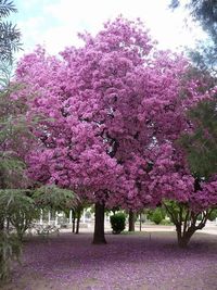 Close-up of pink cherry blossoms