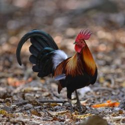 View of a bird on a land