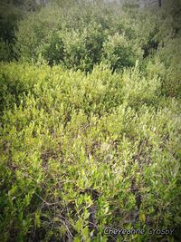 Plants growing on field