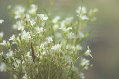 Close-up of flowering plant leaves