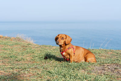 Dog looking at sea shore