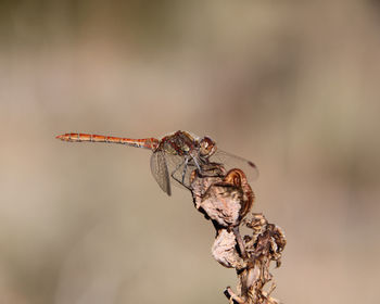 Close-up of insect on plant