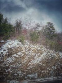 Scenic view of forest against sky