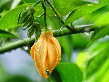 Close-up of wet orange flower on plant