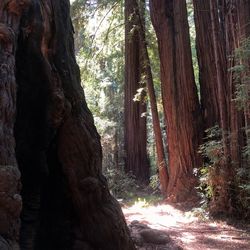 Trees in forest
