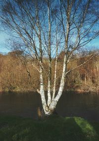 Bare trees by lake