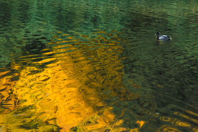 High angle view of ducks swimming in lake