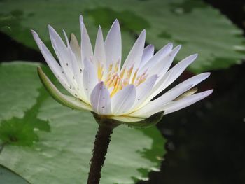 Close-up of lotus water lily in lake