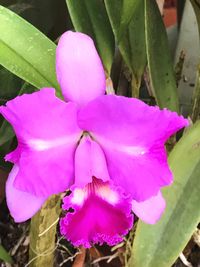 Close-up of pink flowers blooming outdoors