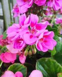 Close-up of pink flower