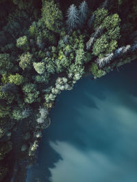 Aerial view of blue lakes and green forests on a sunny summer day at lake sfanta ana, transylvania