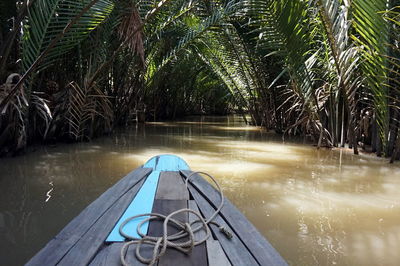 Palm trees by river in forest