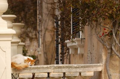 Cat living in l-imdina, malta