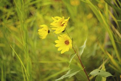 Close-up of yellow flower blooming in field