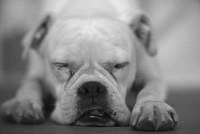 Close-up portrait of dog sleeping