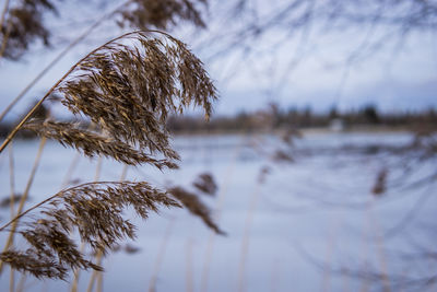 Close-up of frozen plant against lake