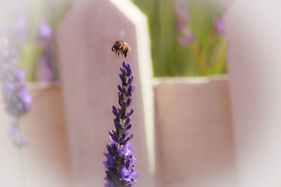 Close-up of bee pollinating on flower