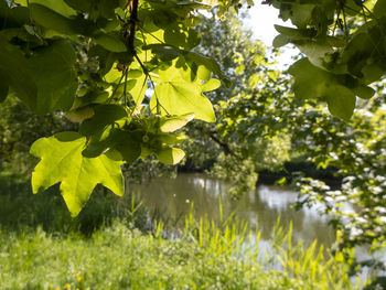 Close-up of leaves on tree