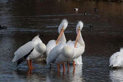 Flock of birds in lake