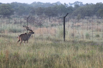 Deer in a forest