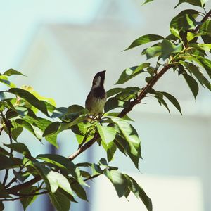 Low angle view of bird perching on branch