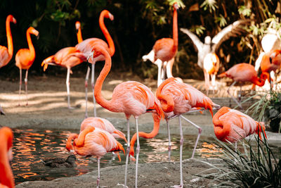 Flock of flamingoes in the lake