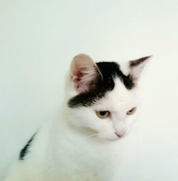 Portrait of cat over white background