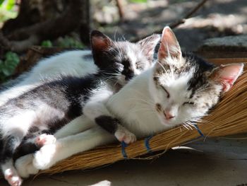 Close-up of cat with kitten