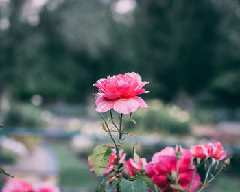 Close-up of pink flowering plant