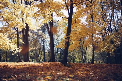 Trees growing in forest during autumn