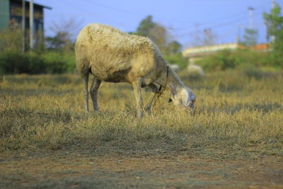 Sheep grazing in a field