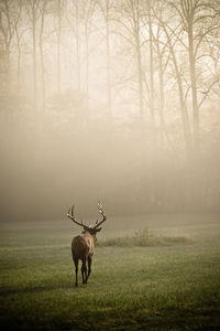 Rear view of red deer walking on field in forest