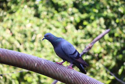Close-up of bird perching on branch