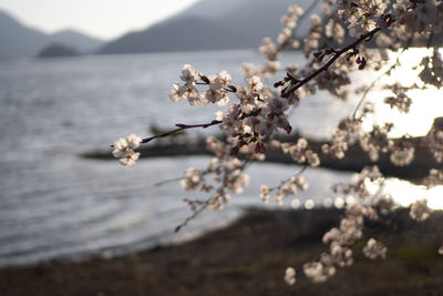 Close-up of cherry blossoms on tree