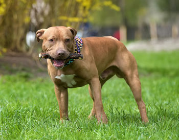 Portrait of dog on field