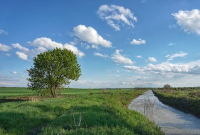 Scenic view of trees on field against sky