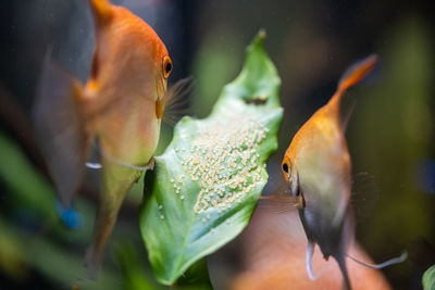Pair of gold pterophyllum scalare in aquarium, yellow angelfish guarding eggs. roe on the leaf. 