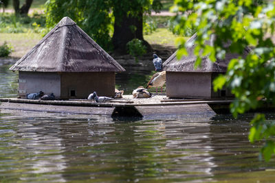 Birds in a lake