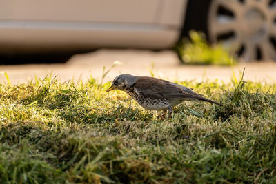 Close-up of bird on grass