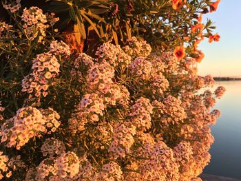 Close-up of flowers on tree